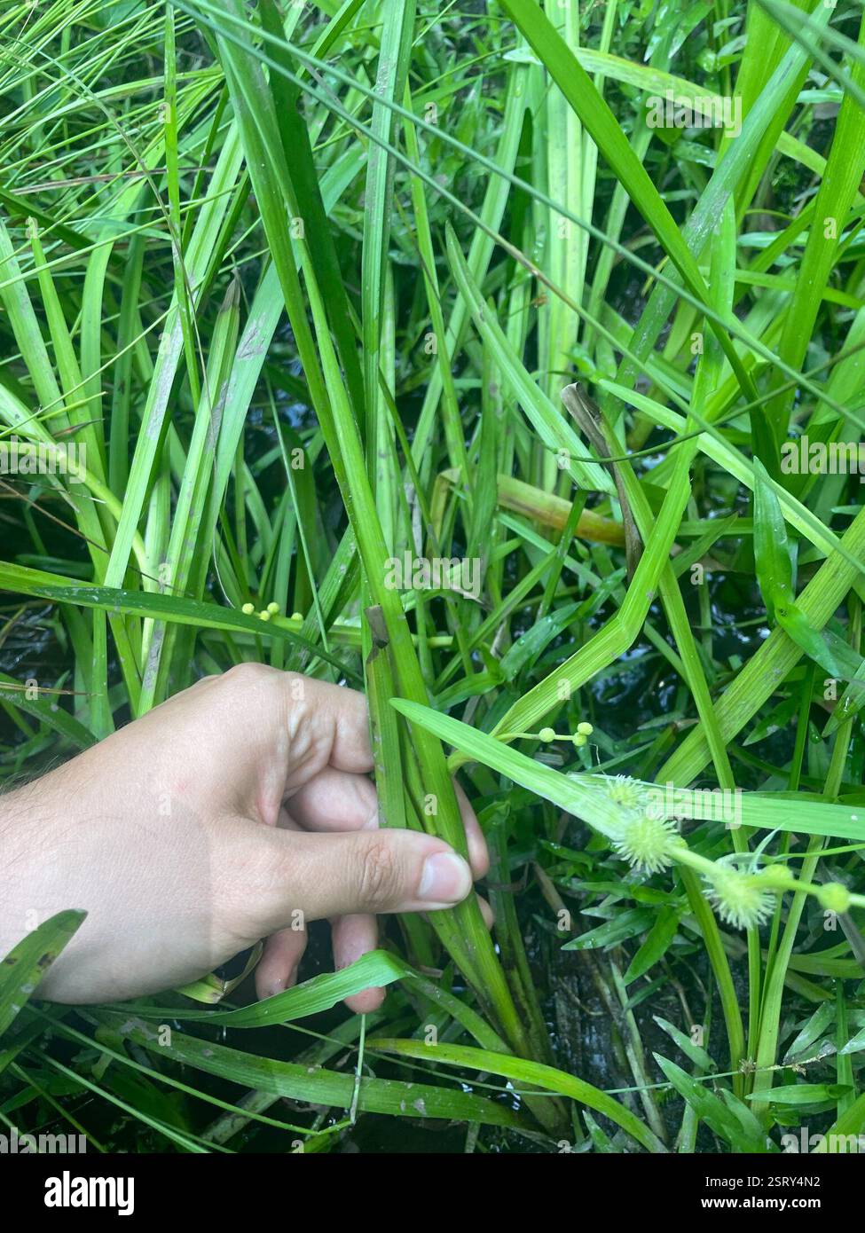 American bur-reed (Sparganium americanum), Plantae, Fort Bragg, Spring Lake, NC, US Foto Stock