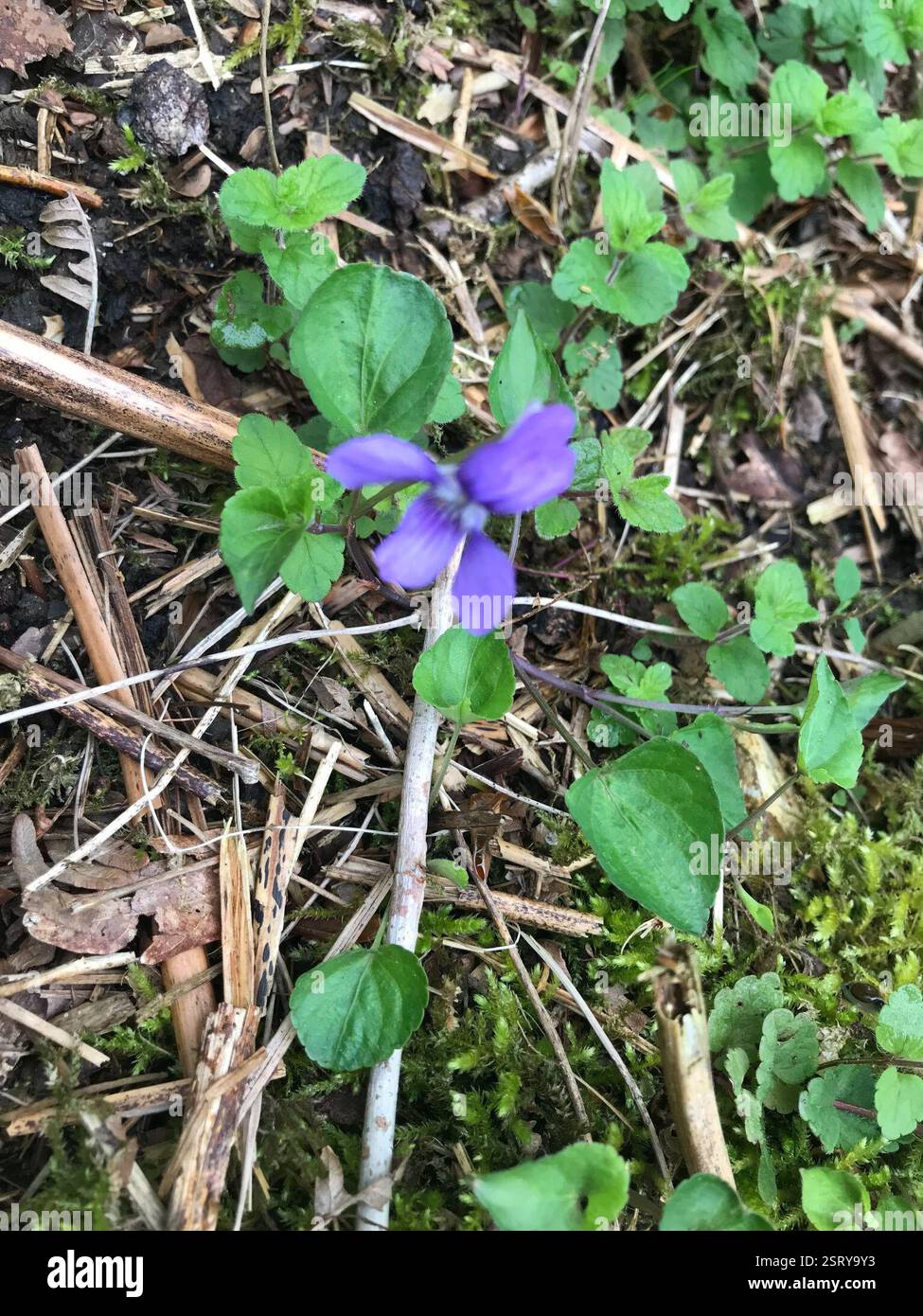 Viola-cane comune (Viola riviniana), Plantae, Broad Lane, Newbury, Inghilterra, GB Foto Stock