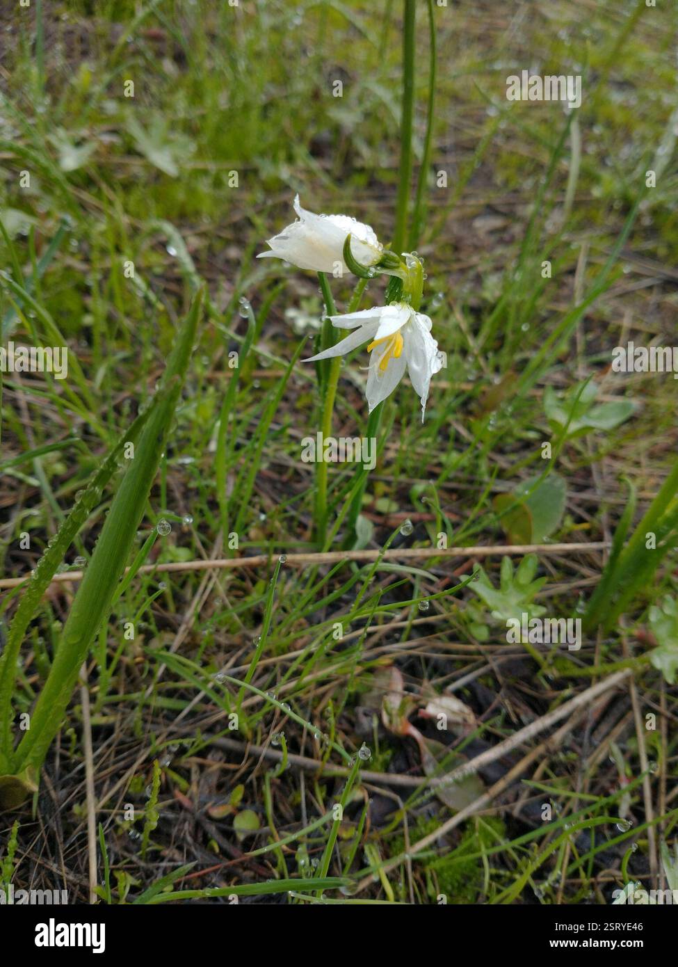 Grasswidow (Olsynium douglasii), Plantae, Union County, OR, USA, in inferiorità numerica rispetto ai morfi viola circa 10000 a 1, ma la specie è estremamente abbondante qui. Foto Stock