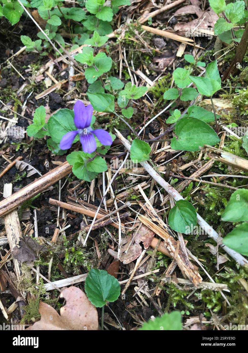 Viola-cane comune (Viola riviniana), Plantae, Broad Lane, Newbury, Inghilterra, GB Foto Stock