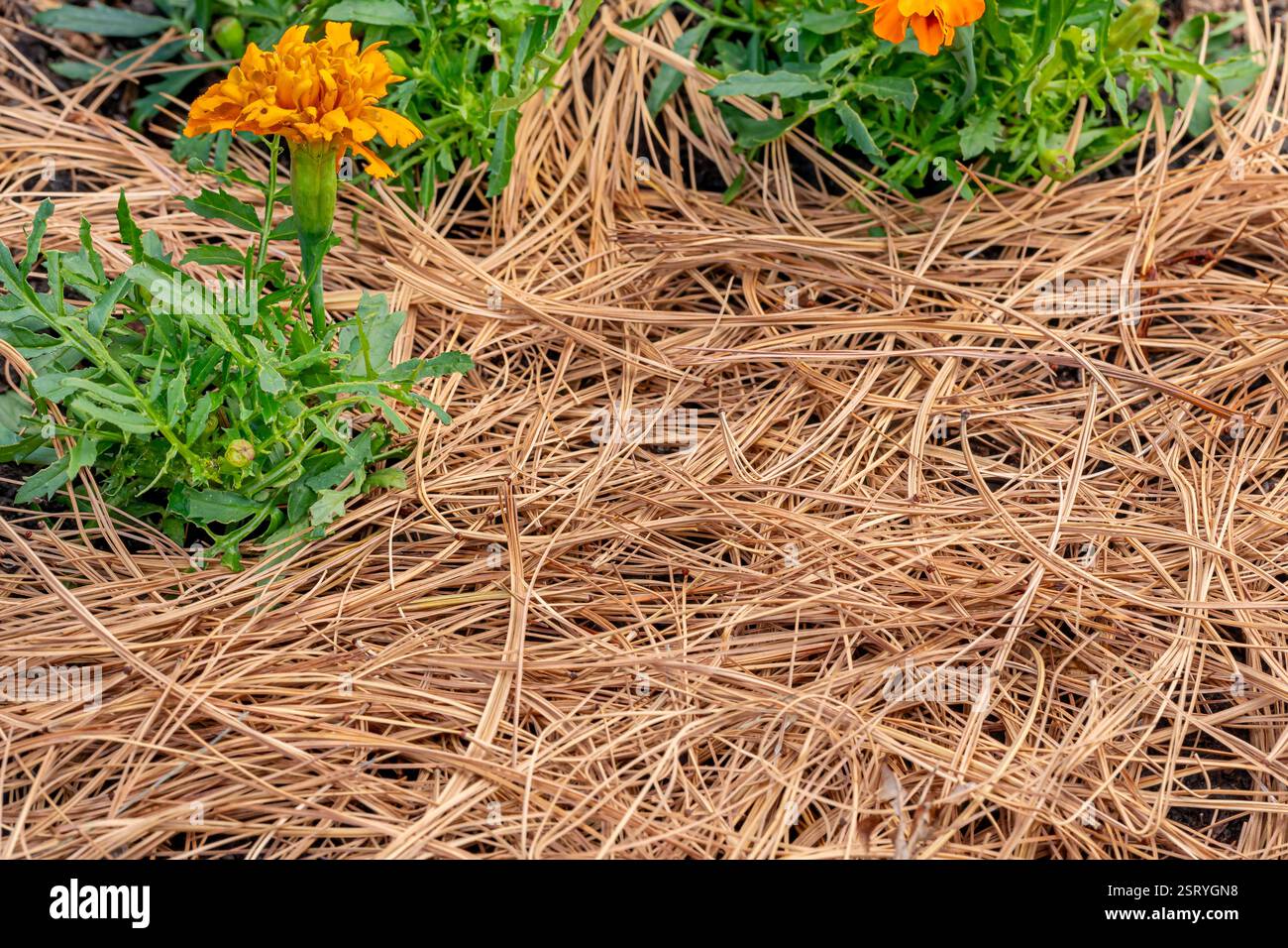 Paglia di pino, aghi di pino, pacciamatura in aiuole. Concetto di Lawncare, giardinaggio e giardino sul retro. Foto Stock