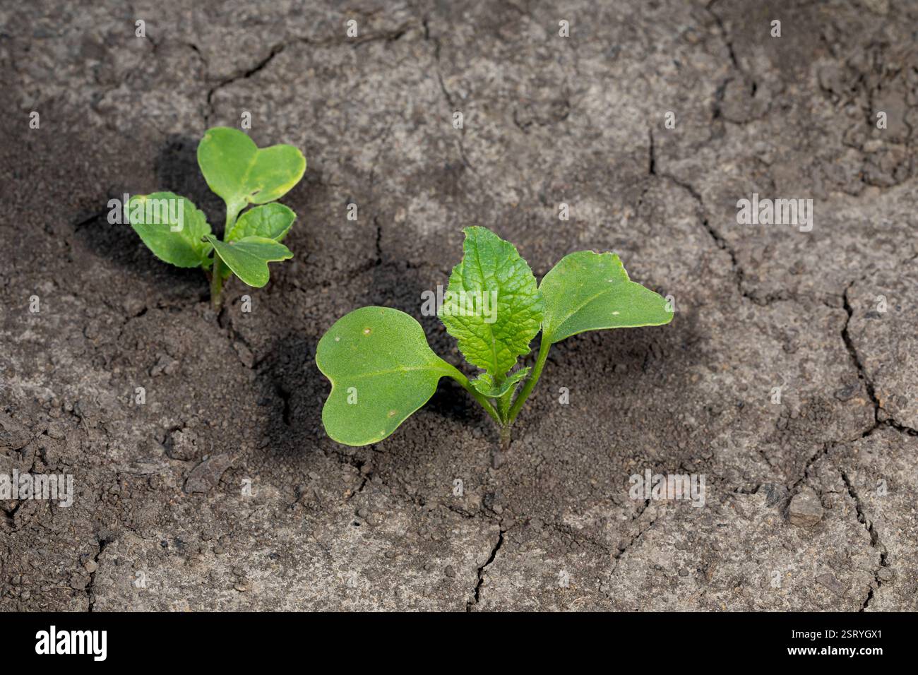 Piantine di ravanello con cotyledon e vera foglia che cresce in giardino. Giardinaggio, verdure biologiche e agricoltura. Foto Stock