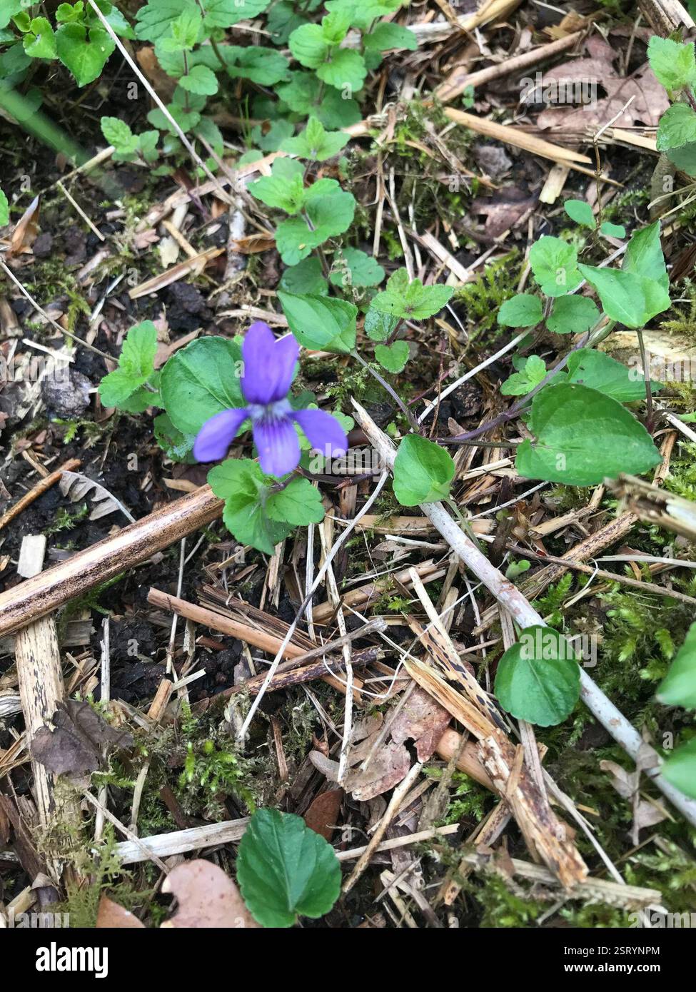 Viola-cane comune (Viola riviniana), Plantae, Broad Lane, Newbury, Inghilterra, GB Foto Stock