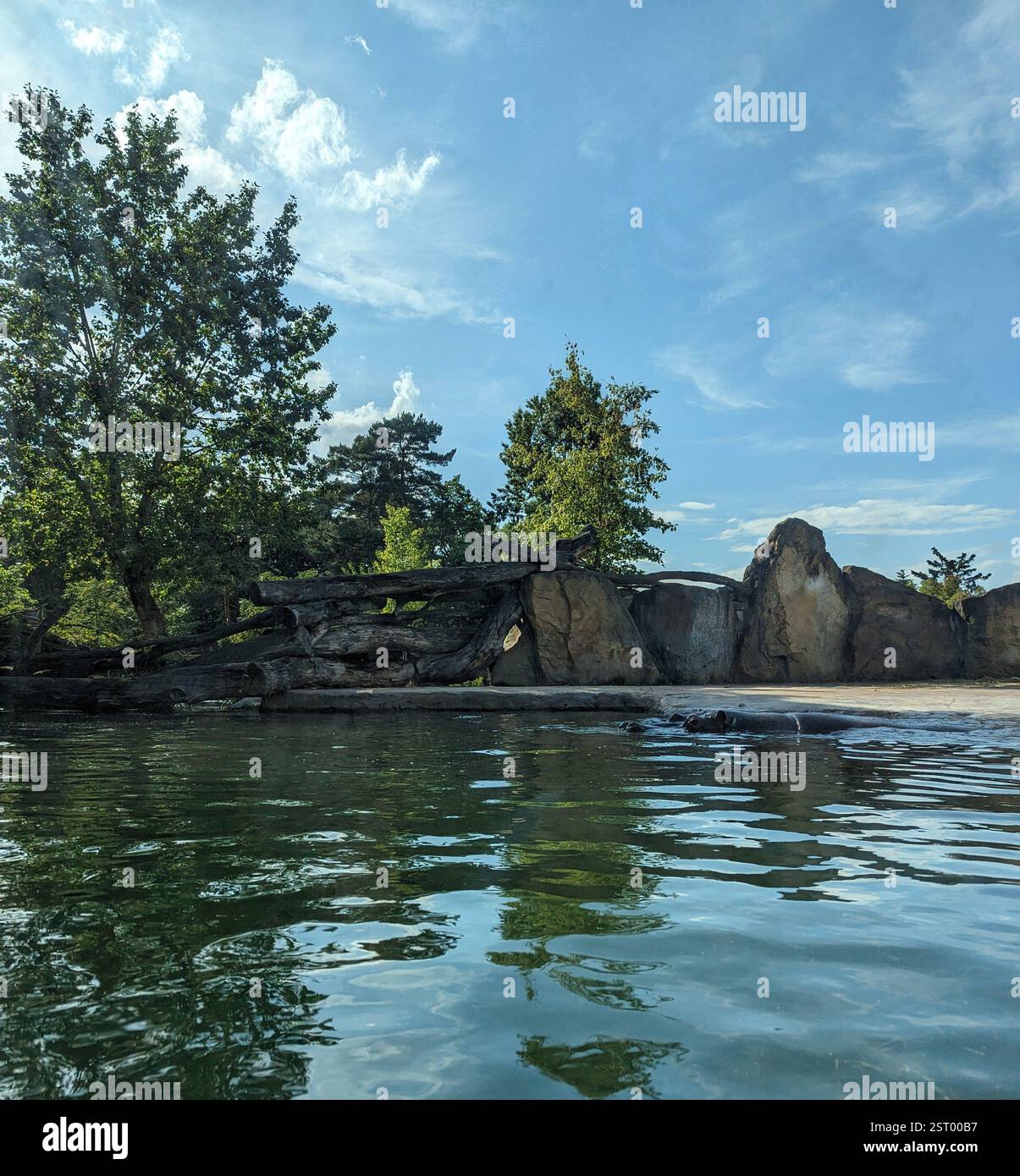 Un ippopotamo subdolo emerge allo zoo di Praga, che si fonde nel suo habitat sereno: Natura e fauna selvatica in perfetta armonia! - Immagine stock catturata con smartphone