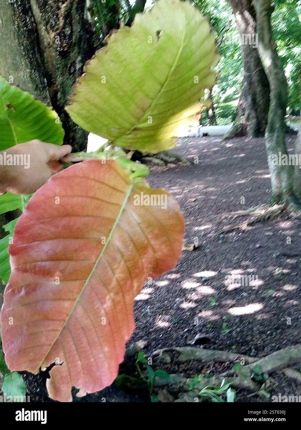Uva marina (Coccoloba uvifera), Plantae, 26XW+95 El Cerrito, Cerro Pelón, Guanare 3350, Portuguesa, Venezuela, Uverito. Puede alcanzar una altura de más de 8 m, pero muchos especímenes no suelen superar los 2 m.[2][3] Esta planta posee grandes hojas redondas de textura coriácea (hasta 25 cm de diámetro), con nervaduras rosadas; la hoja entera se vuelve de color rojo con la edad múltiple múltiples pedúnculos pequeña diámetro Foto Stock