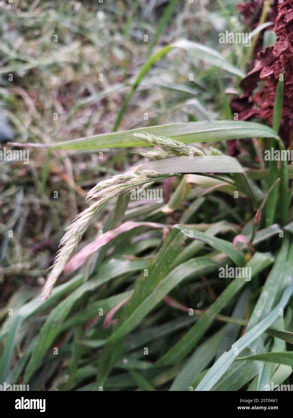 Erba di Tussac (Poa flabellata), Plantae, Ushuaia, Tierra del Fuego, Argentina Foto Stock