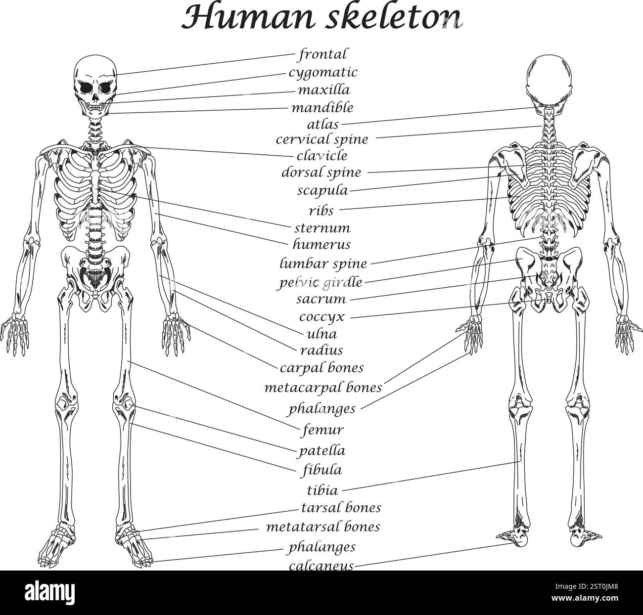 Scheletro umano ossa vettoriali arte medica illustrazione diagramma istruzione materiale scolastico Illustrazione Vettoriale