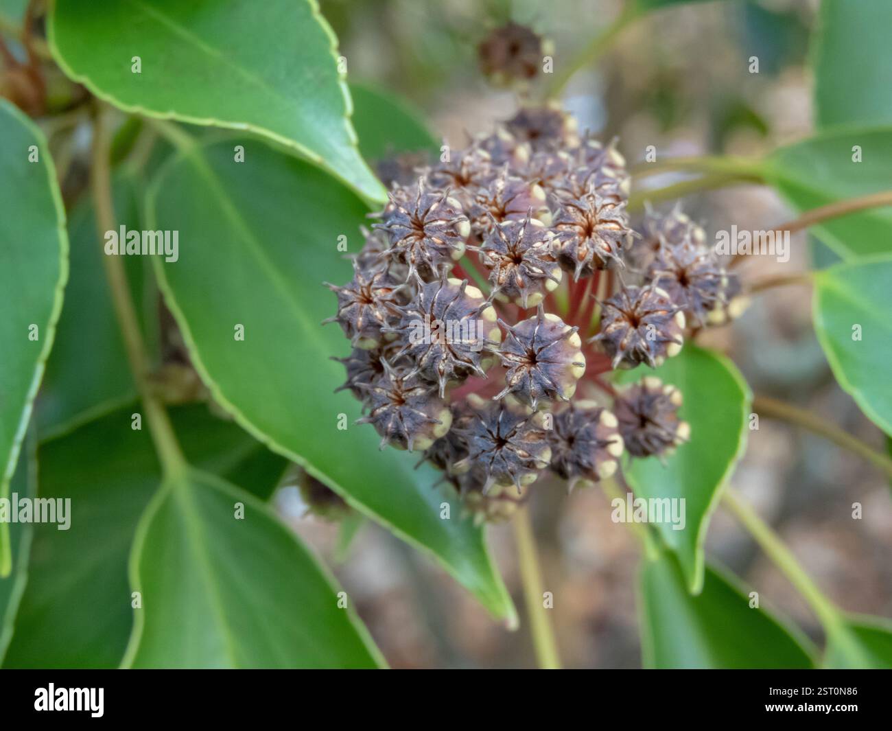 Trochodendron aralioides primo piano di frutta a forma di stella. Frutti legnosi composti da follicoli contenenti semi. Macro dei rami degli alberi delle ruote. Foto Stock