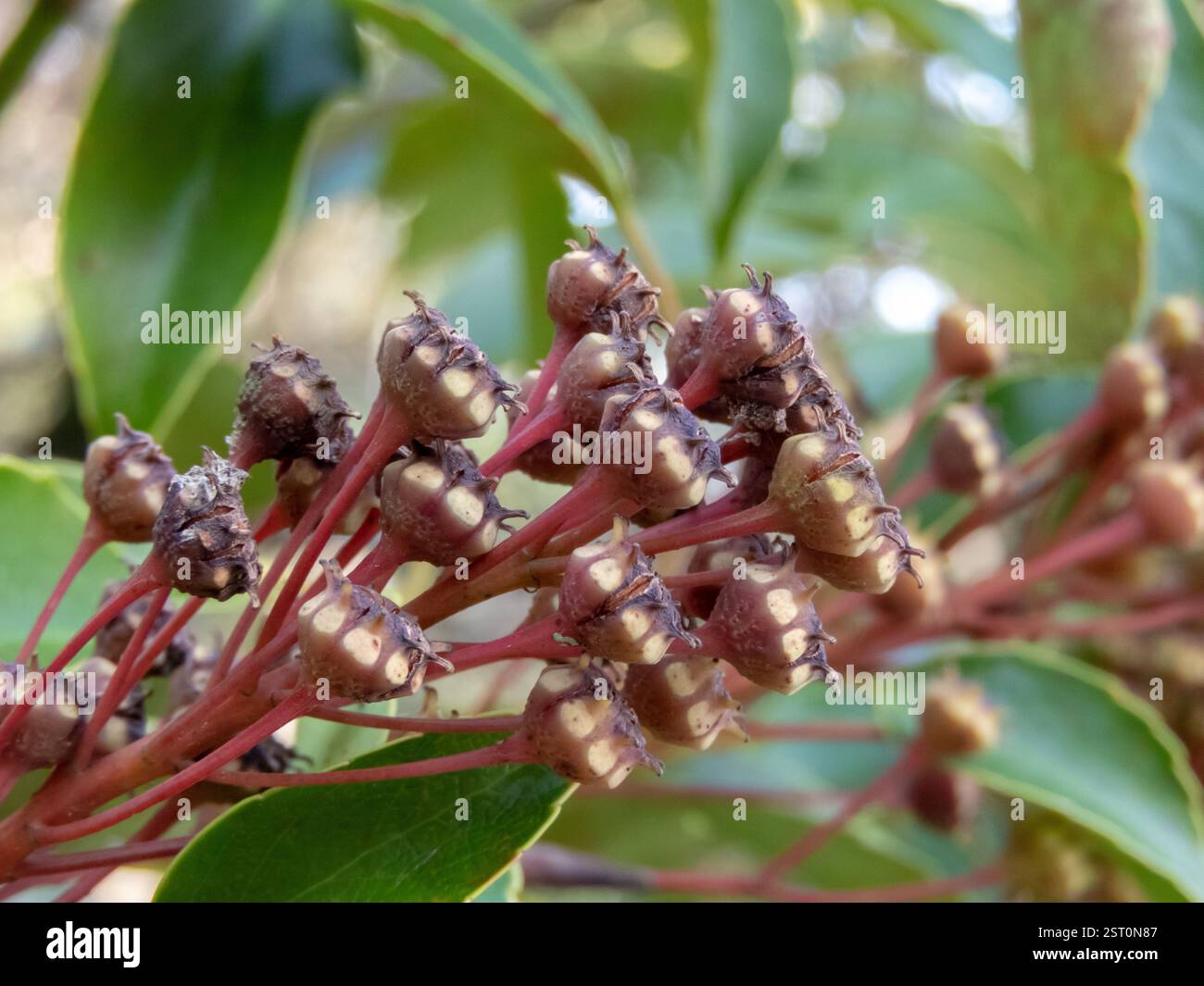 Trochodendron aralioides racemose cyme con vista laterale macro frutta. Primo piano di frutta legnosa a forma di stella. Ramo albero ruota. Foto Stock