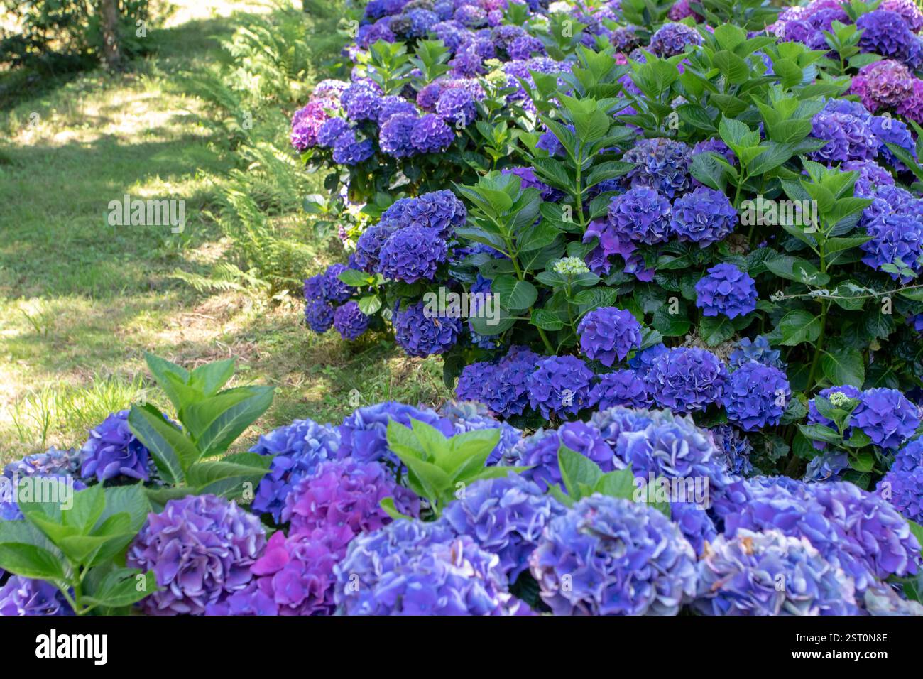 Ortensie blu scuro piante in fiore. Arbusti ornamentali di Hortensia nell'ombreggiato giardino. Ortensie francesi in fiore. Foto Stock