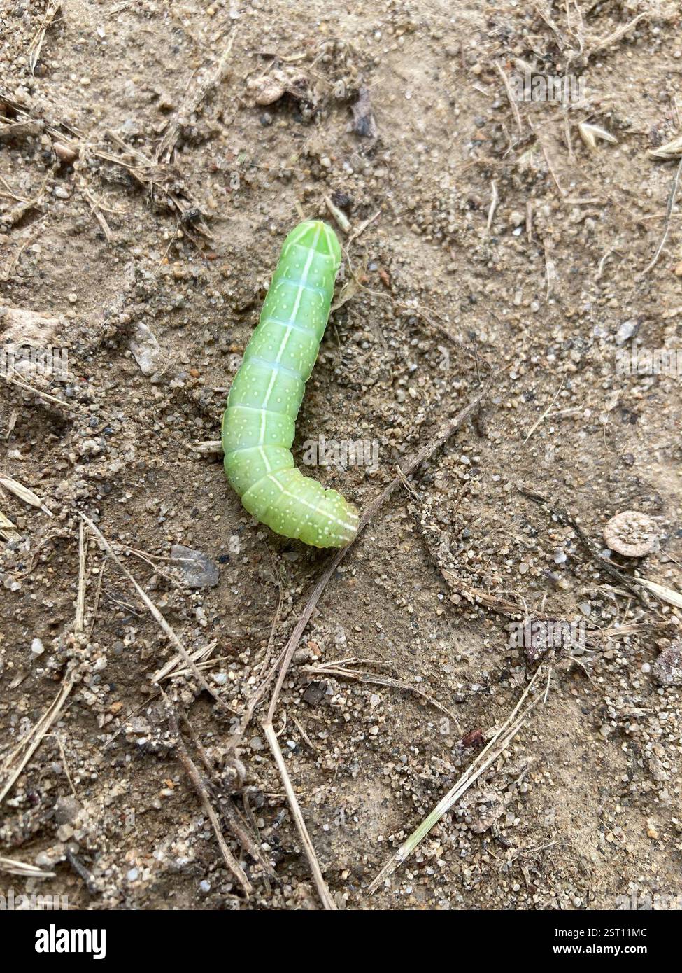 (Amphipyra), Insecta, via Francesco Baracca, Bucine, Toscana, IT Foto Stock