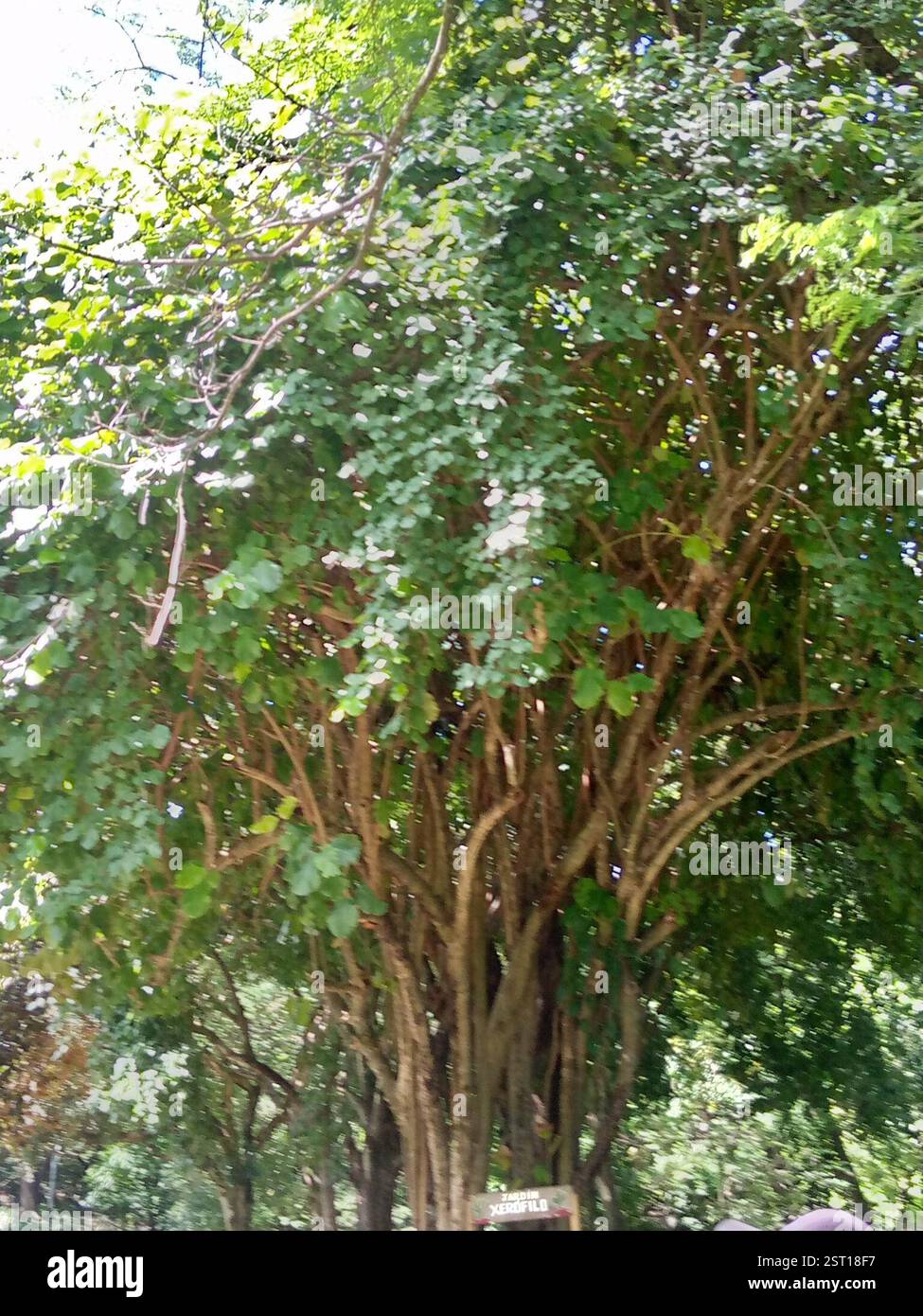 Uva marina (Coccoloba uvifera), Plantae, 26XW+95 El Cerrito, Cerro Pelón, Guanare 3350, Portuguesa, Venezuela, Uverito. Puede alcanzar una altura de más de 8 m, pero muchos especímenes no suelen superar los 2 m.[2][3] Esta planta posee grandes hojas redondas de textura coriácea (hasta 25 cm de diámetro), con nervaduras rosadas; la hoja entera se vuelve de color rojo con la edad múltiple múltiples pedúnculos pequeña diámetro Foto Stock