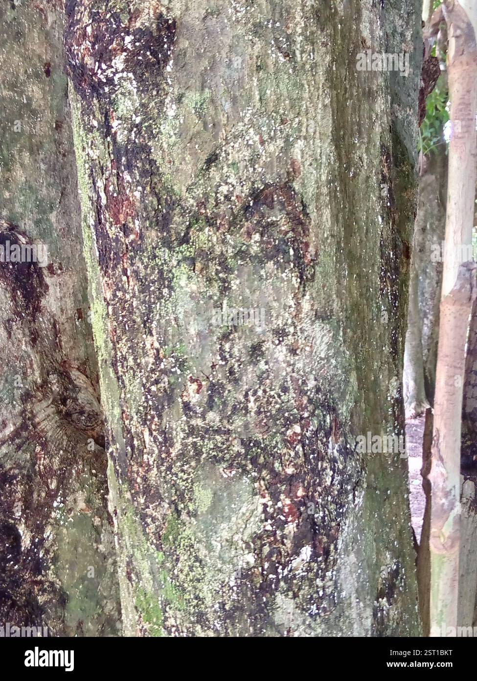 Uva marina (Coccoloba uvifera), Plantae, 26XW+95 El Cerrito, Cerro Pelón, Guanare 3350, Portuguesa, Venezuela, Uverito. Puede alcanzar una altura de más de 8 m, pero muchos especímenes no suelen superar los 2 m.[2][3] Esta planta posee grandes hojas redondas de textura coriácea (hasta 25 cm de diámetro), con nervaduras rosadas; la hoja entera se vuelve de color rojo con la edad múltiple múltiples pedúnculos pequeña diámetro Foto Stock