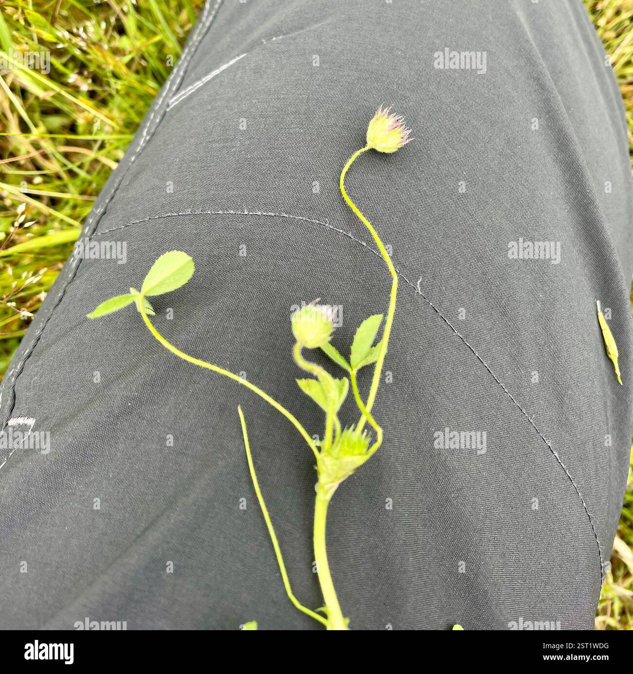 Trifoglio barbuto (Trifolium barbigerum), Plantae, Fort Ord National Monument, Salinas, CA, Stati Uniti, minacce di popolazione: Centinaia di capre pascolavano in questo prato bagnato di Fort Ord molto recentemente, provocando molte piante autoctone calpestate e sradicate. Trifoglio con involucro prominente a forma di ciotola con lobi tagliati in profondità e con dentatura ampia. Pedicel è peloso. Trifoglio barbuto (Trifolium barbigerum) nativo, annuale, trifoglio peloso con involucro che cresce in prati umidi e terreni aperti e disturbati. Pedicella pelosa e lunga 4-9 cm. Tre volantini sono da 1,5 a 2,5 cm, oblanceolato per obovato, con setole fini e ampiamente distanziate Foto Stock