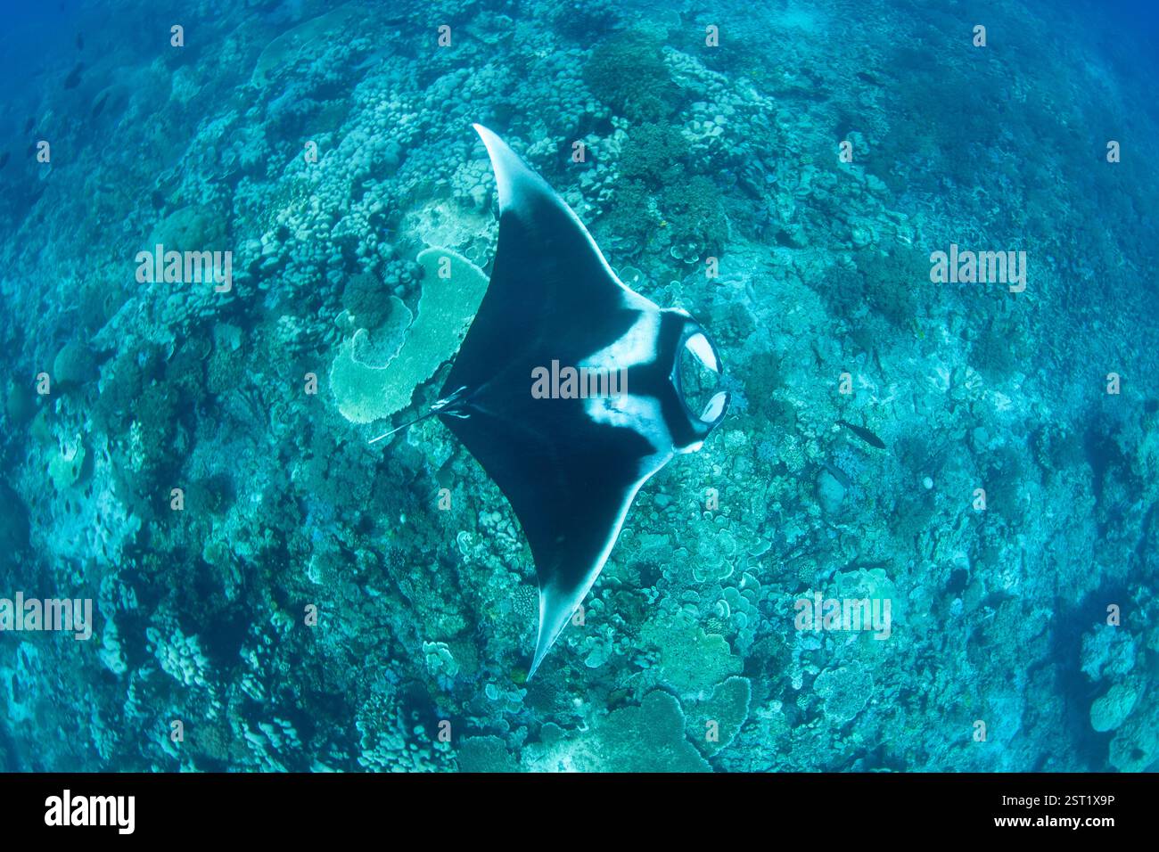 Una manta oceanica, Manta birostris, naviga su un profondo pinnacolo vicino a Misool, Raja Ampat. Questa grande specie può raggiungere oltre 20 piedi di larghezza. Foto Stock