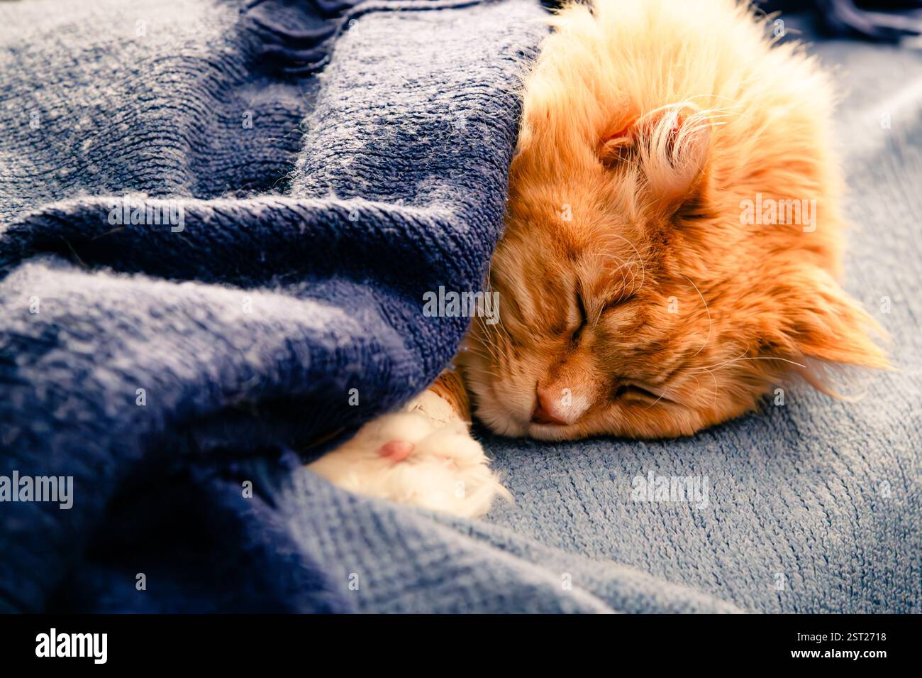 Gatto tabby arancione che dorme al sole in una coperta blu Foto Stock