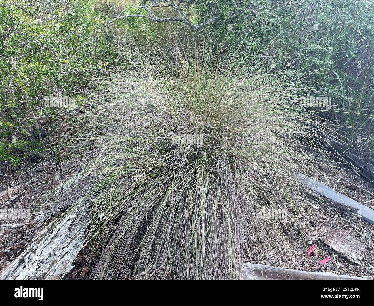 Muhlenbergia sericea (Muhlenbergia sericea), Plantae, Stati Uniti Foto Stock