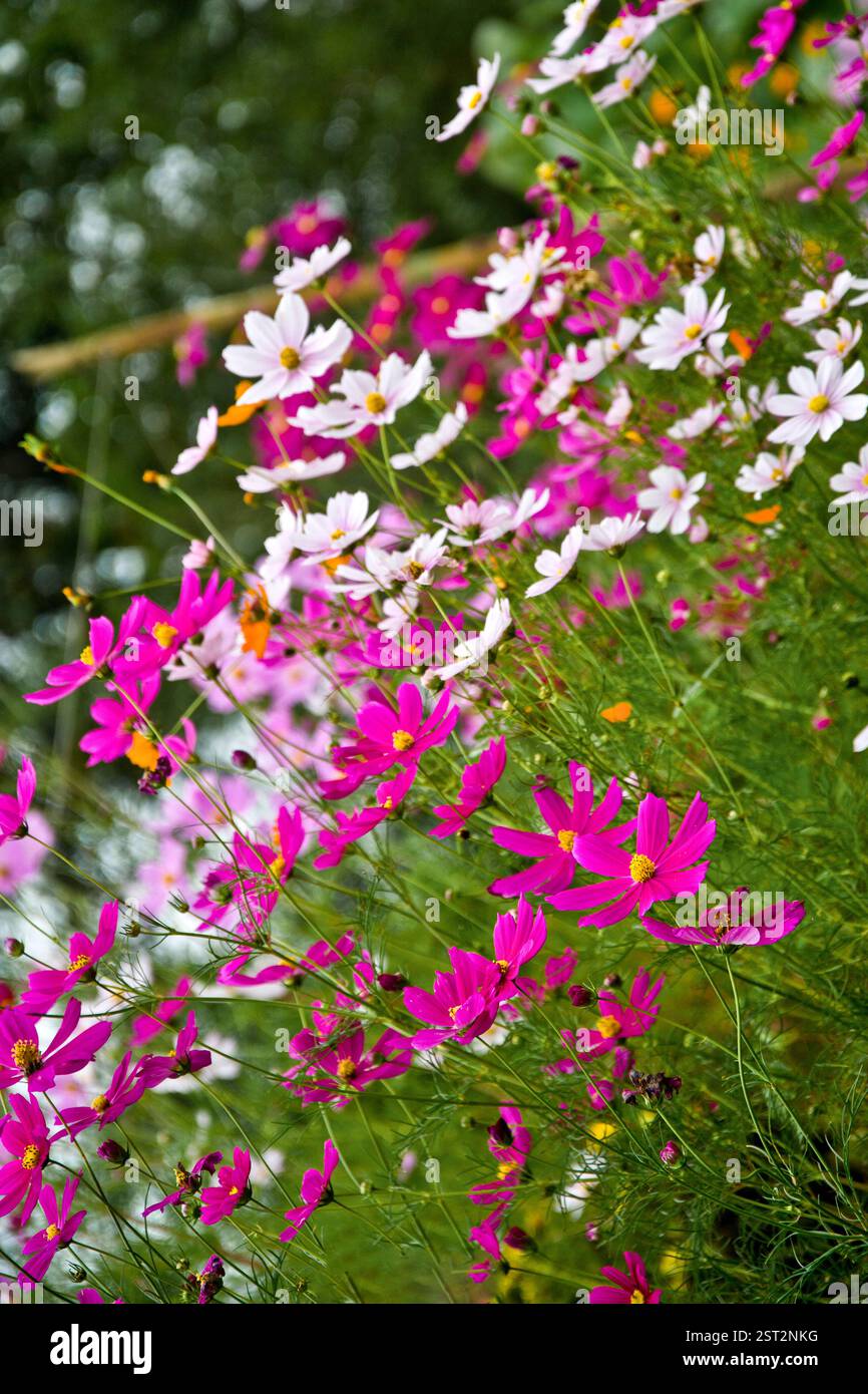 Fiori COSMOS. Foto Stock