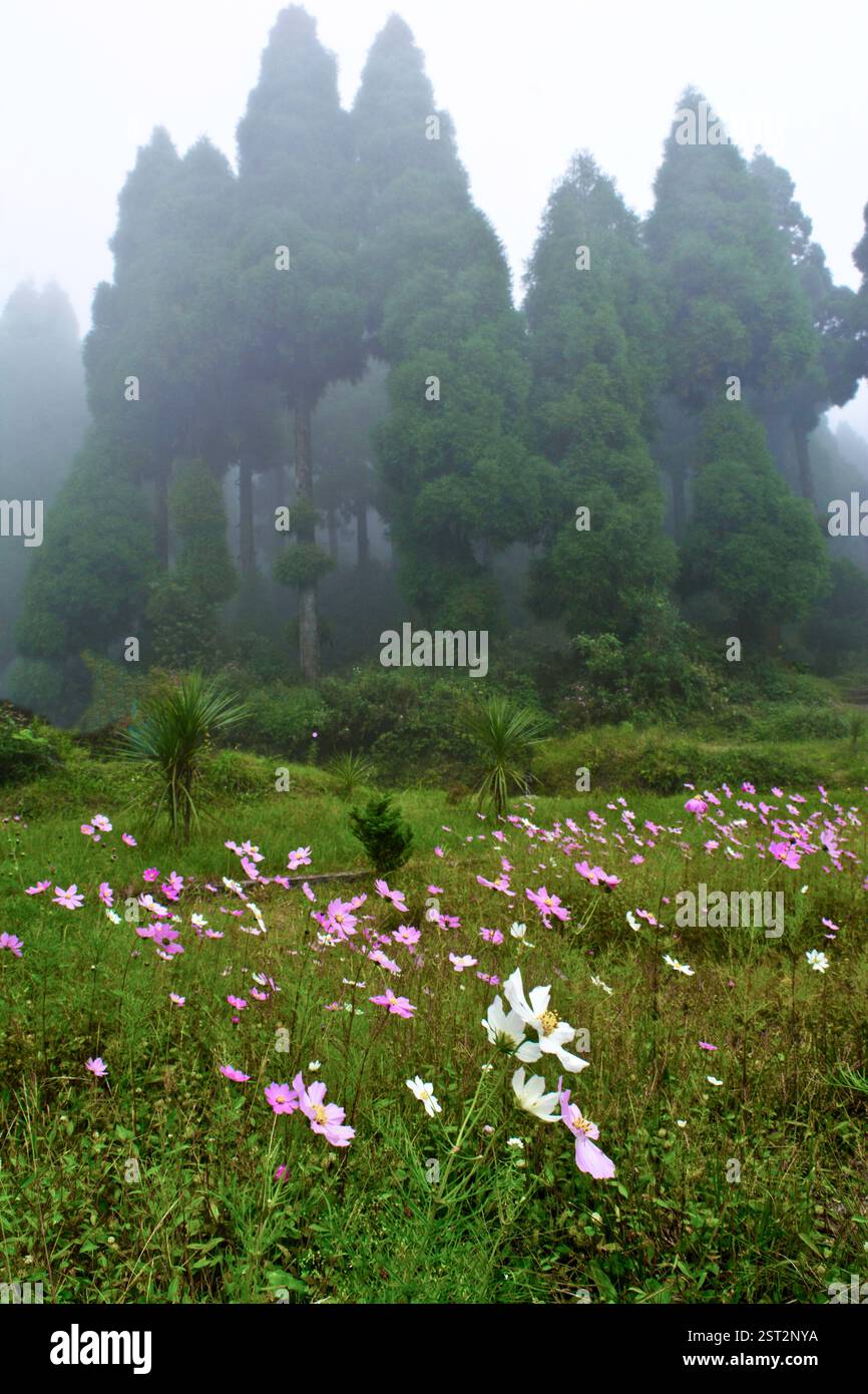 COSMOS fiorisce nel prato della pineta. Foto Stock