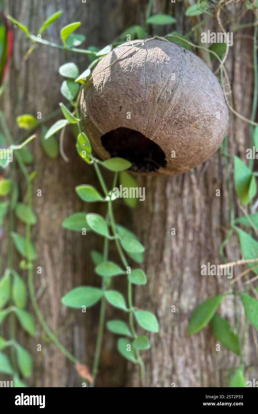 Casa degli uccelli Natural Coconut On a Tree Una casa degli uccelli fatta a mano realizzata con una noce di cocco scavata, appesa su un tronco di albero circondato da viti verdi. - Immagine stock catturata con smartphone
