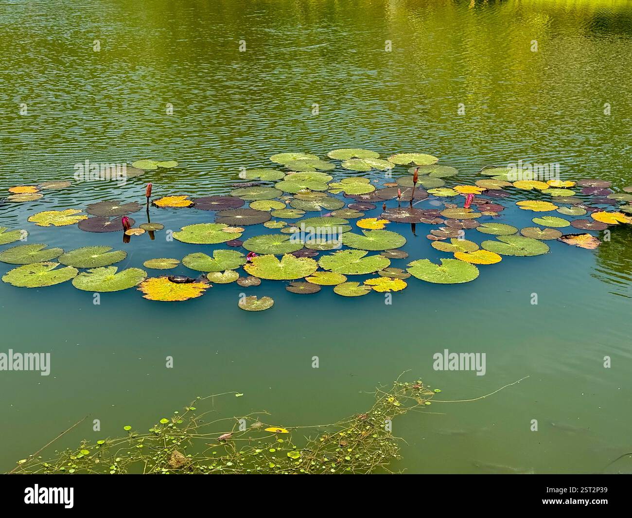 Gigli d'acqua galleggianti su un tranquillo lago, vicino a gigli d'acqua verdi che galleggiano su un lago tranquillo, con sfumature di giallo e marrone. Foto Stock