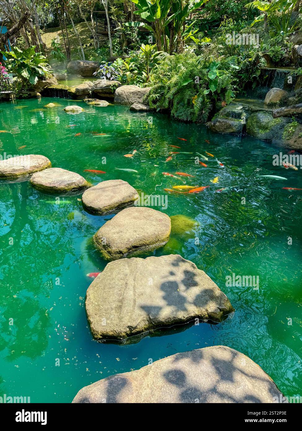 Laghetto Koi con pietre a gradini e vegetazione lussureggiante Un tranquillo laghetto Koi con acqua turchese leggermente torbida, caratterizzato da un percorso di grandi pietre a gradini Foto Stock