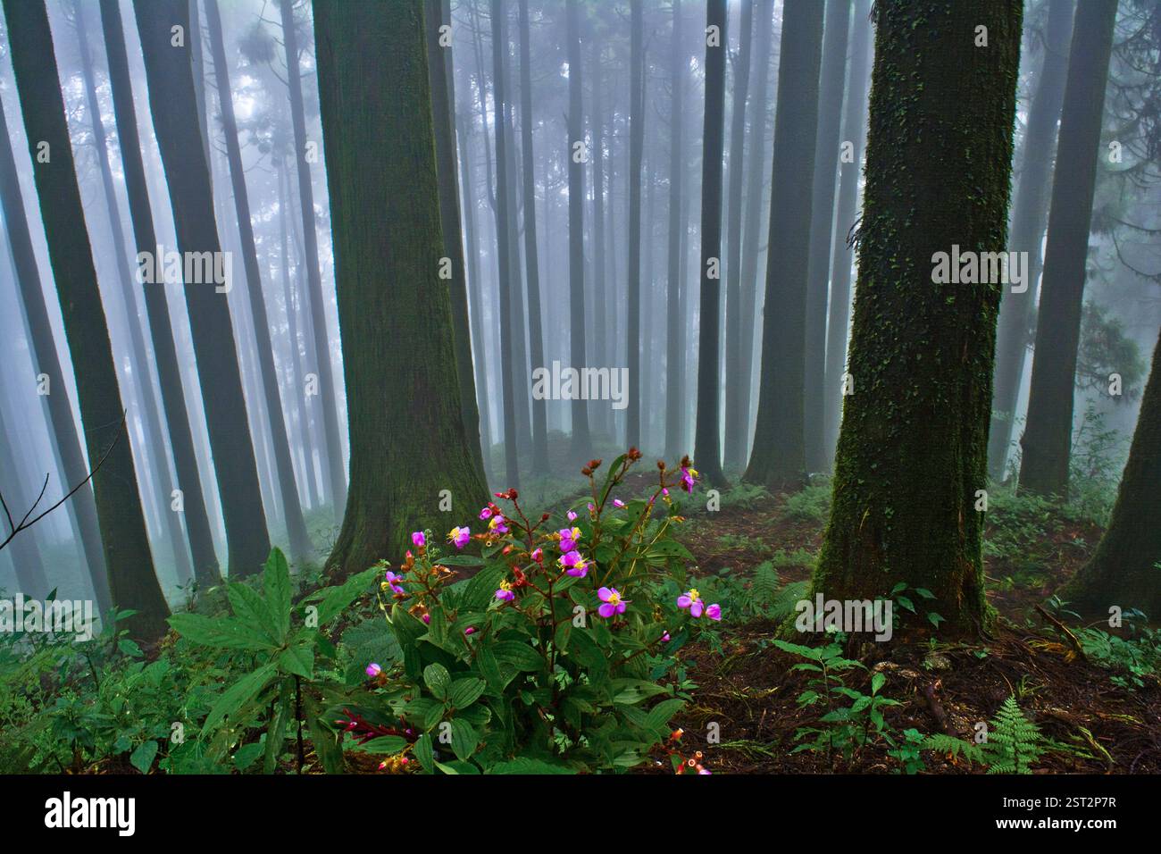 Il silenzio selvaggio che fiorisce sotto la nebbiosa pineta porta l'alivita' della natura pura. Foto Stock