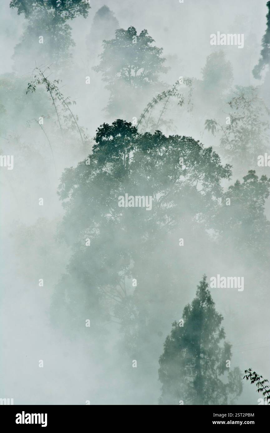 Il mistero della nebbia mentre si entra negli alberi. Foto Stock