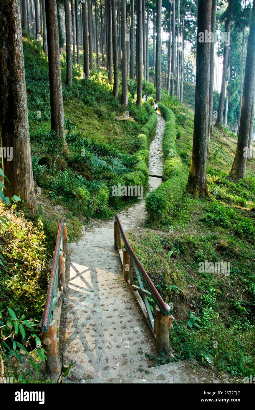 Lamahatta eco Park di Darjeeling Foto Stock