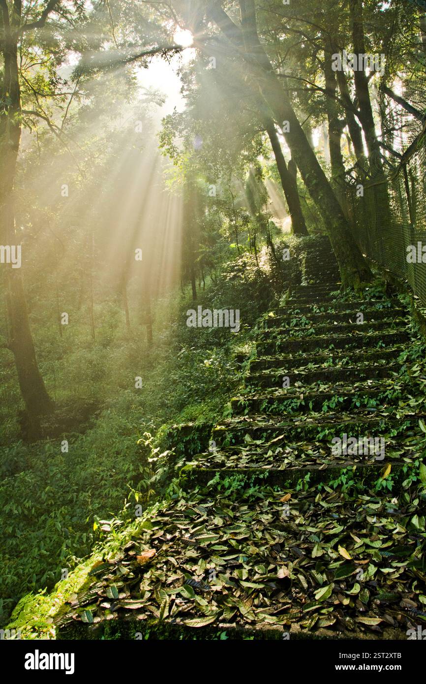 Il raggio di luce sulle foglie vuote è caduto le scale. Foto Stock