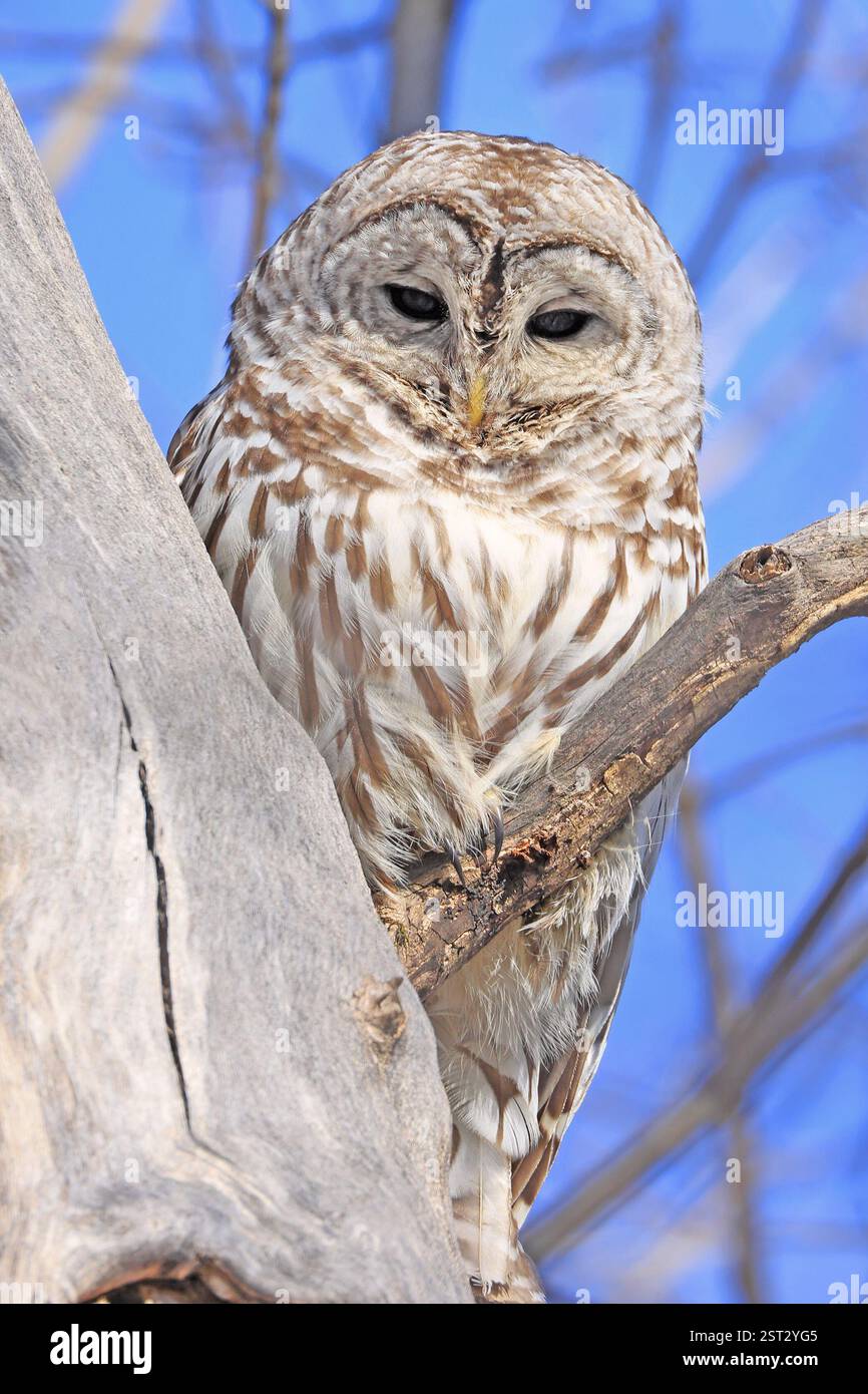 Gufo barrato seduto su un ramo d'albero nella foresta con cielo blu sullo sfondo, Quebec, Canada Foto Stock