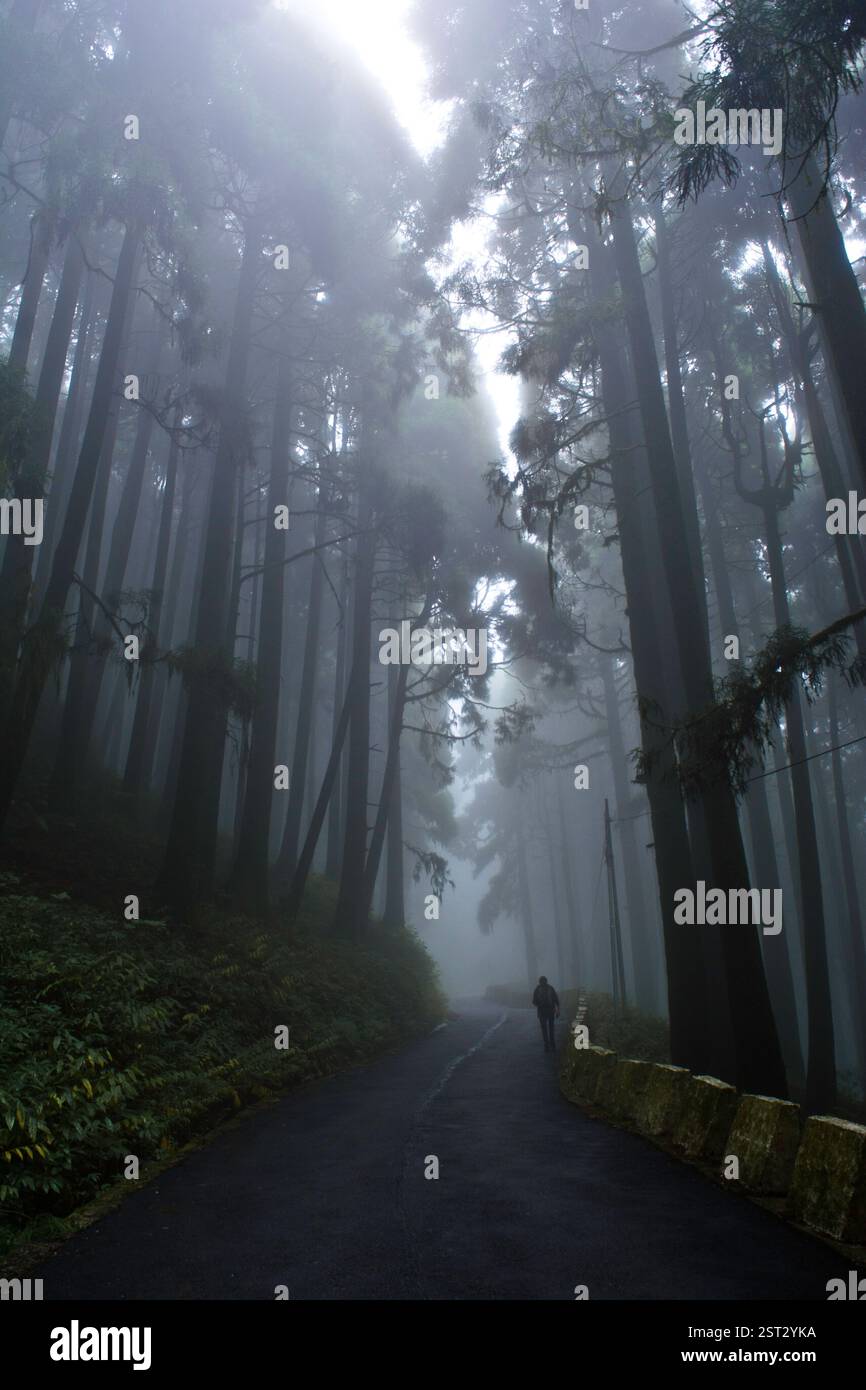 "Da soli, ma non persi: Basta ascoltare la quiete in cui i pini incontrano la nebbia." Foto Stock