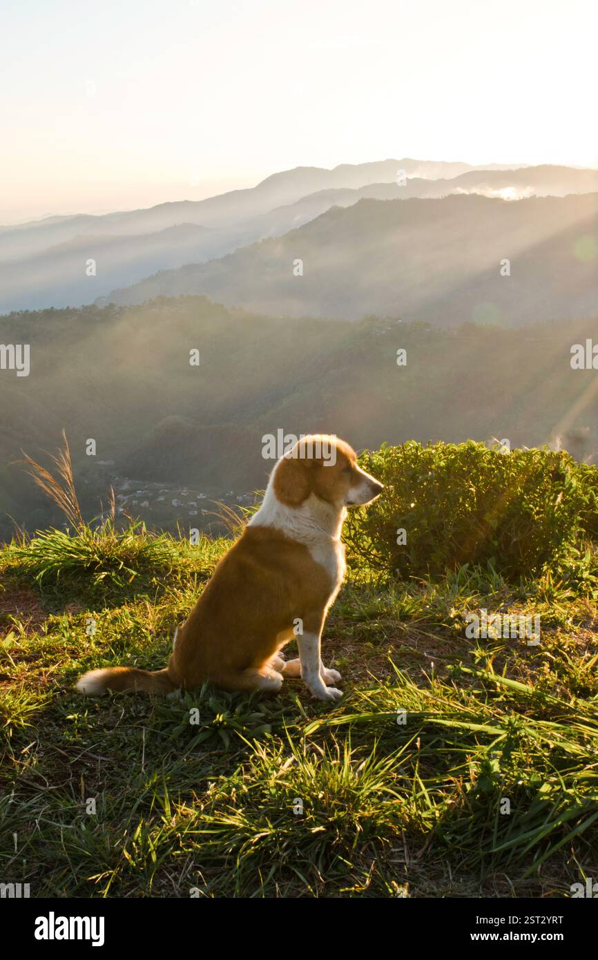 Un cane solo. Foto Stock