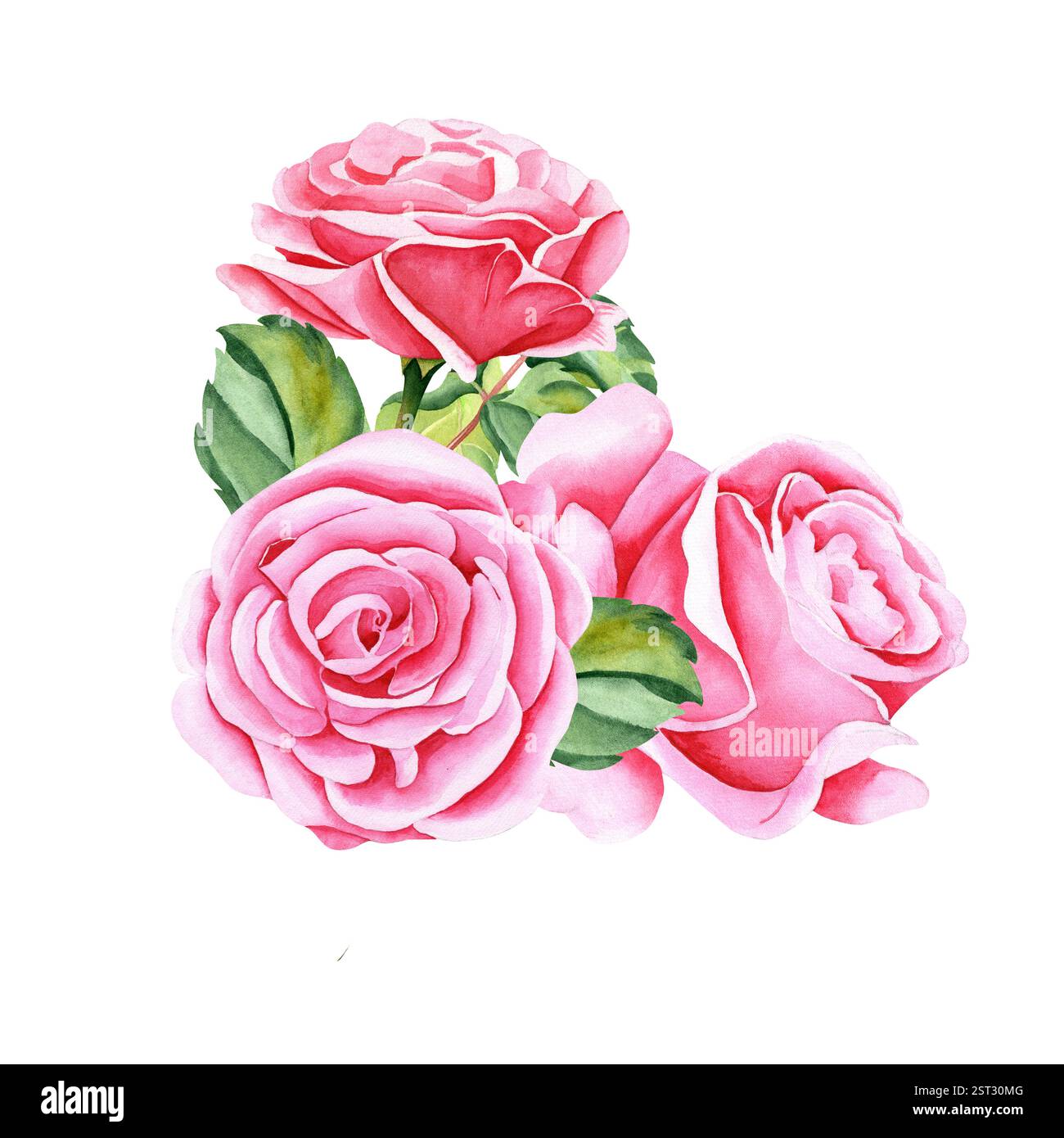 Rose acquerello. Immagine isolata di fiori di rosa, steli, foglie e gemme. Il disegno viene eseguito a mano in tecnica acquerello su un isolato Foto Stock