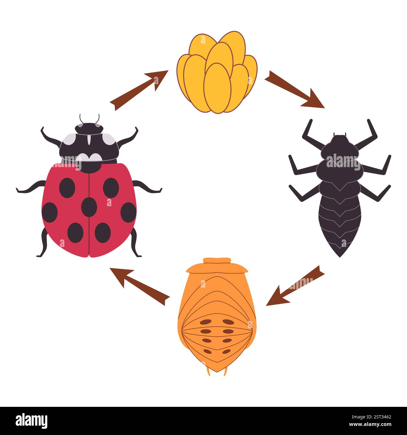 Metamorfosi della coccinella Immagini Vettoriali Stock - Alamy