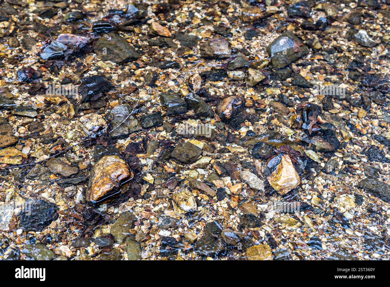 Creek Rock per gli sfondi dal Falls Creek al Lake Catherine State Park in Arkansas. Foto Stock