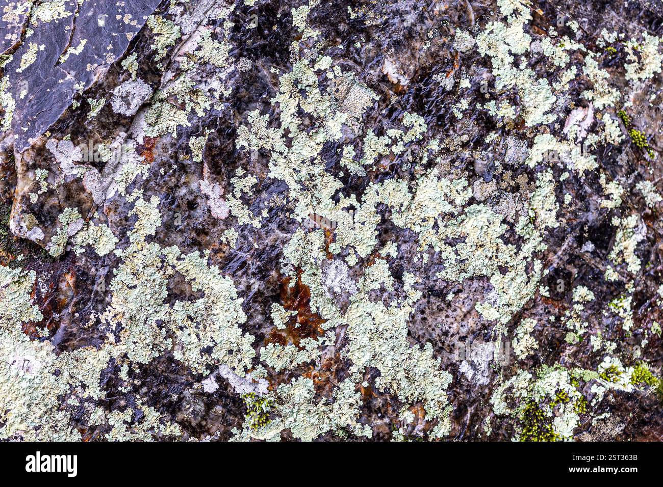 Rock Face per gli sfondi del Lake Catherine State Park, Arkansas. Foto Stock