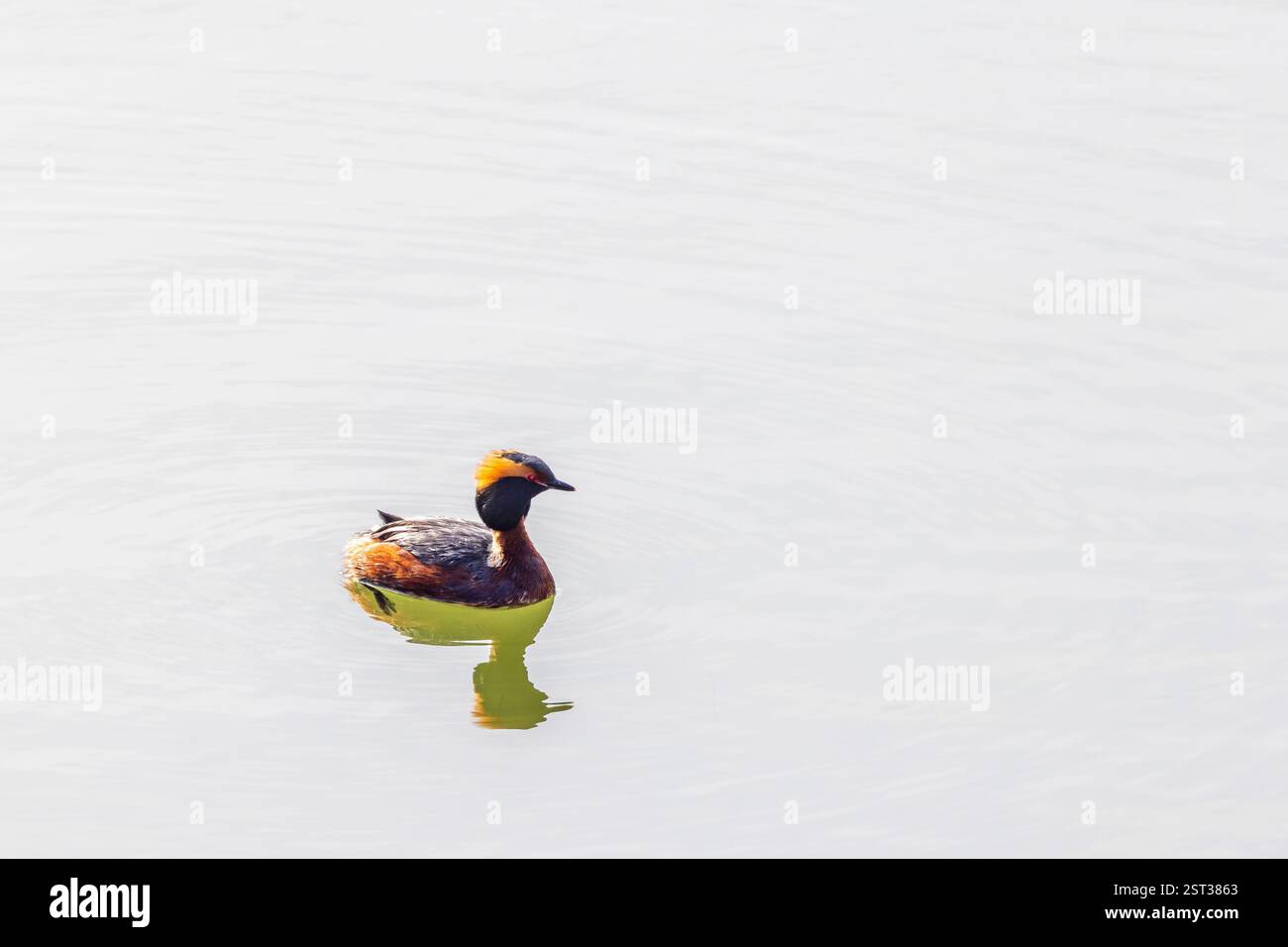 Colorata avidità corna in un lago Foto Stock