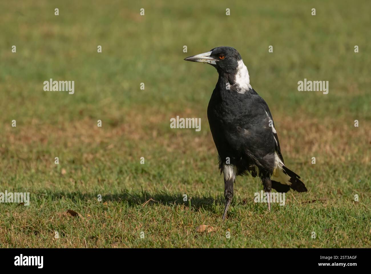 Il magpie australiano (Gymnorhina tibicen) uccello bianco e nero con becco lungo e pallido con punta scura è un songbird di medie dimensioni che si trova in tutta la terraferma Au Foto Stock
