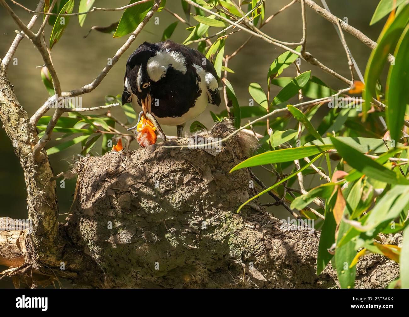 Una larice magpie (Grallina cyanoleuca), che dà da mangiare ai suoi giovani pulcini nel nido costruito di fango, noto anche come wee magpie, peewee, peewit, mudlark. Foto Stock