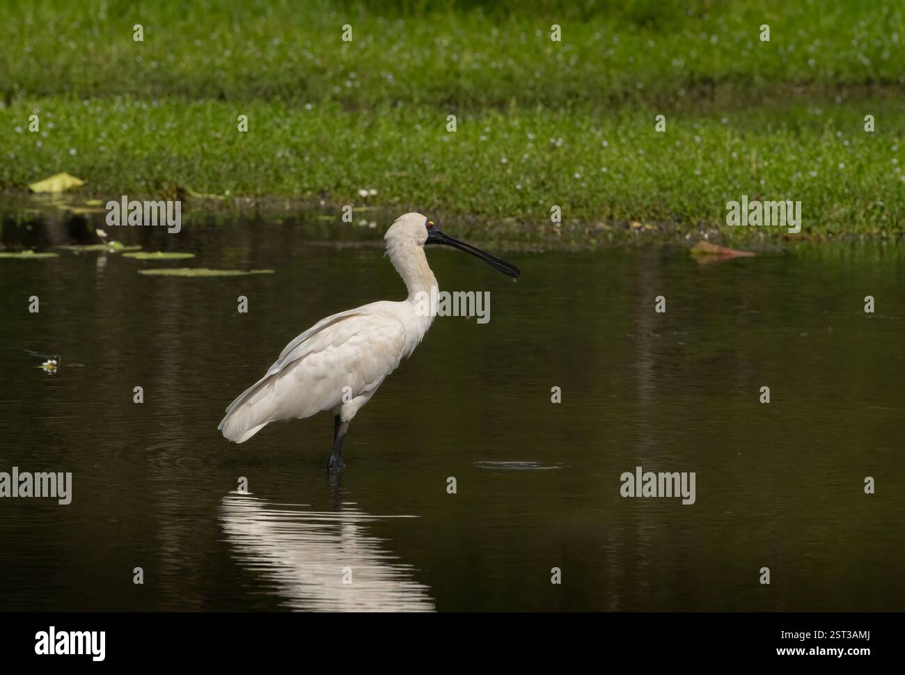 Royal Spoonbill (Platalea regia) grande uccello bianco con un becco lungo a forma di cucchiaio, pelle nera del viso, in piedi in acqua con un riflesso. Foto Stock