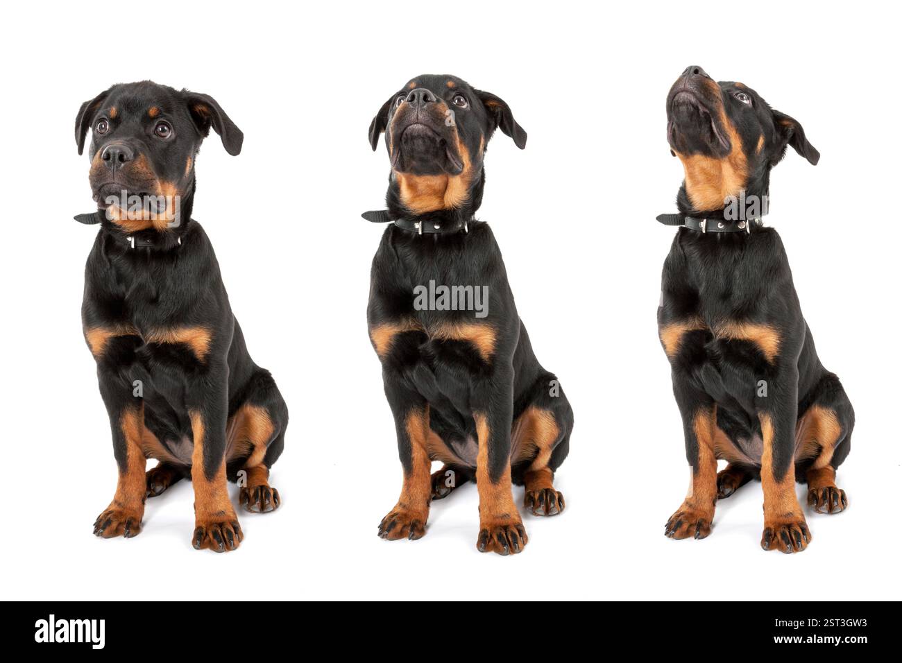 Un giovane Rottweiler guarda in alto (fasi del movimento) Foto Stock