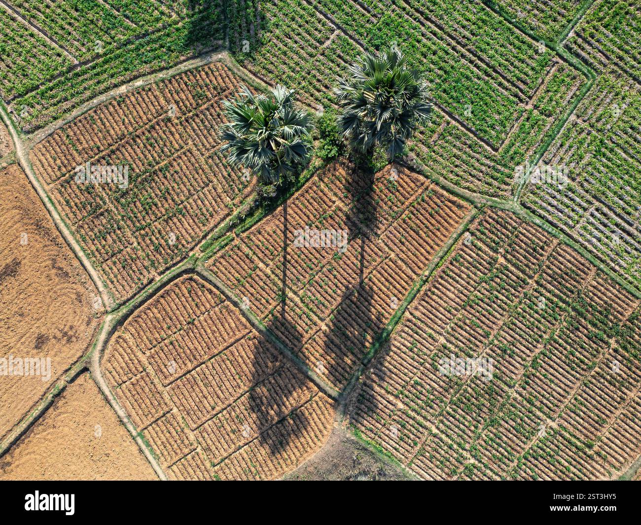 Due alte palme si stendono orgogliosamente tra i campi di patate e le loro lunghe ombre si estendono sul terreno polveroso, creando un contrasto sorprendente. Foto Stock Due alte palme si stendono orgogliosamente tra i campi di patate e le loro lunghe ombre si estendono sul terreno polveroso, creando un contrasto sorprendente. Foto Stock