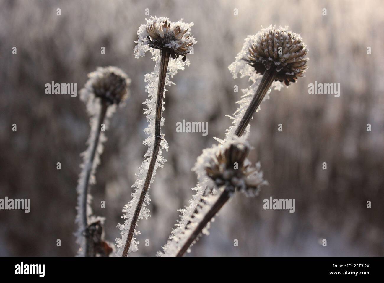 I coneflowers smerigliati (Echinacea) su uno sfondo blu di giardino fiorito in inverno Foto Stock
