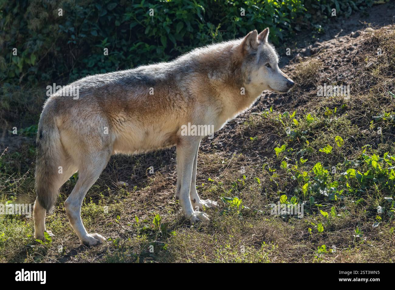 Lupo nordoccidentale (Canis lupus occidentalis), noto anche come lupo della valle di Mackenzie, lupo di legno dell'Alaska o canadese, canino della famiglia Canidae, nati Foto Stock