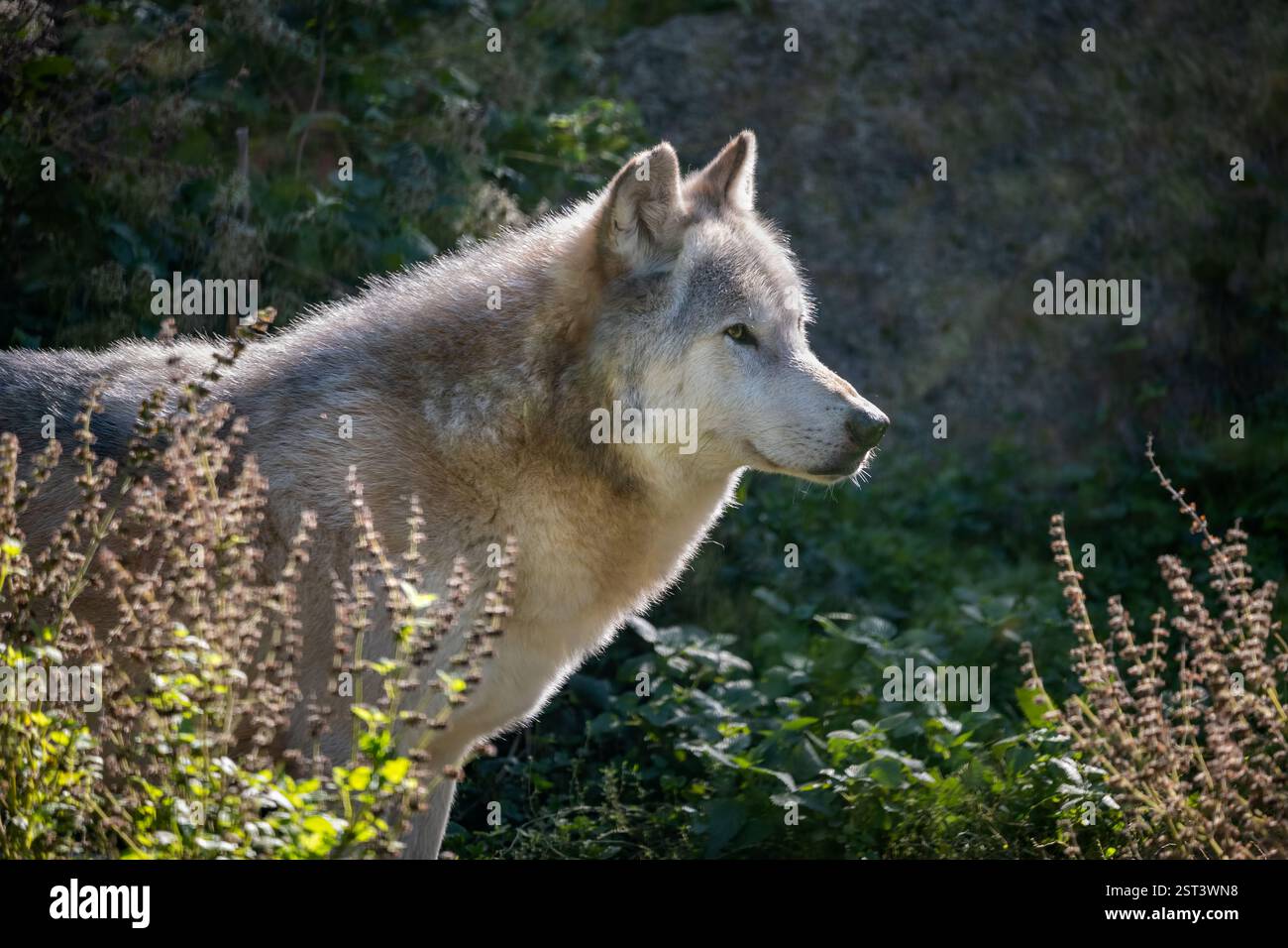 Ritratto del lupo nordoccidentale (Canis lupus occidentalis), noto anche come lupo della valle di Mackenzie, lupo di legno dell'Alaska o canadese, canino della famiglia Cani Foto Stock