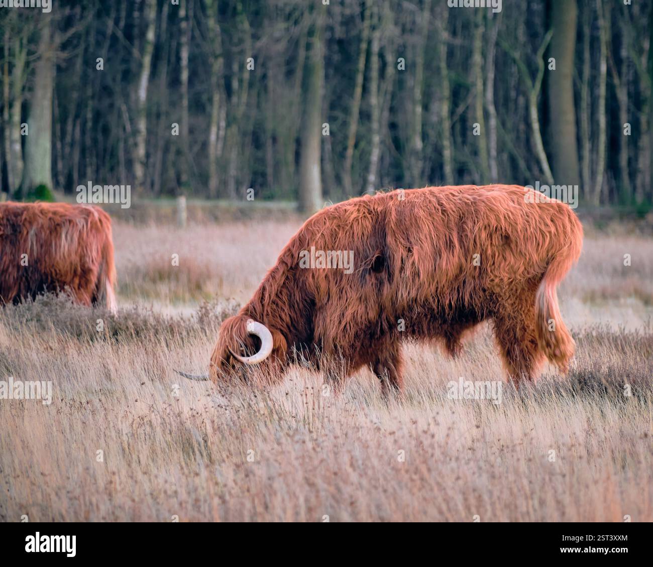 Pesse, Paesi Bassi: Una mucca delle Highland (Scottish Highlander) che pascolava nella brughiera di Nuilerveld. Con il suo cappotto marrone rossastro spesso e sfarzoso Foto Stock