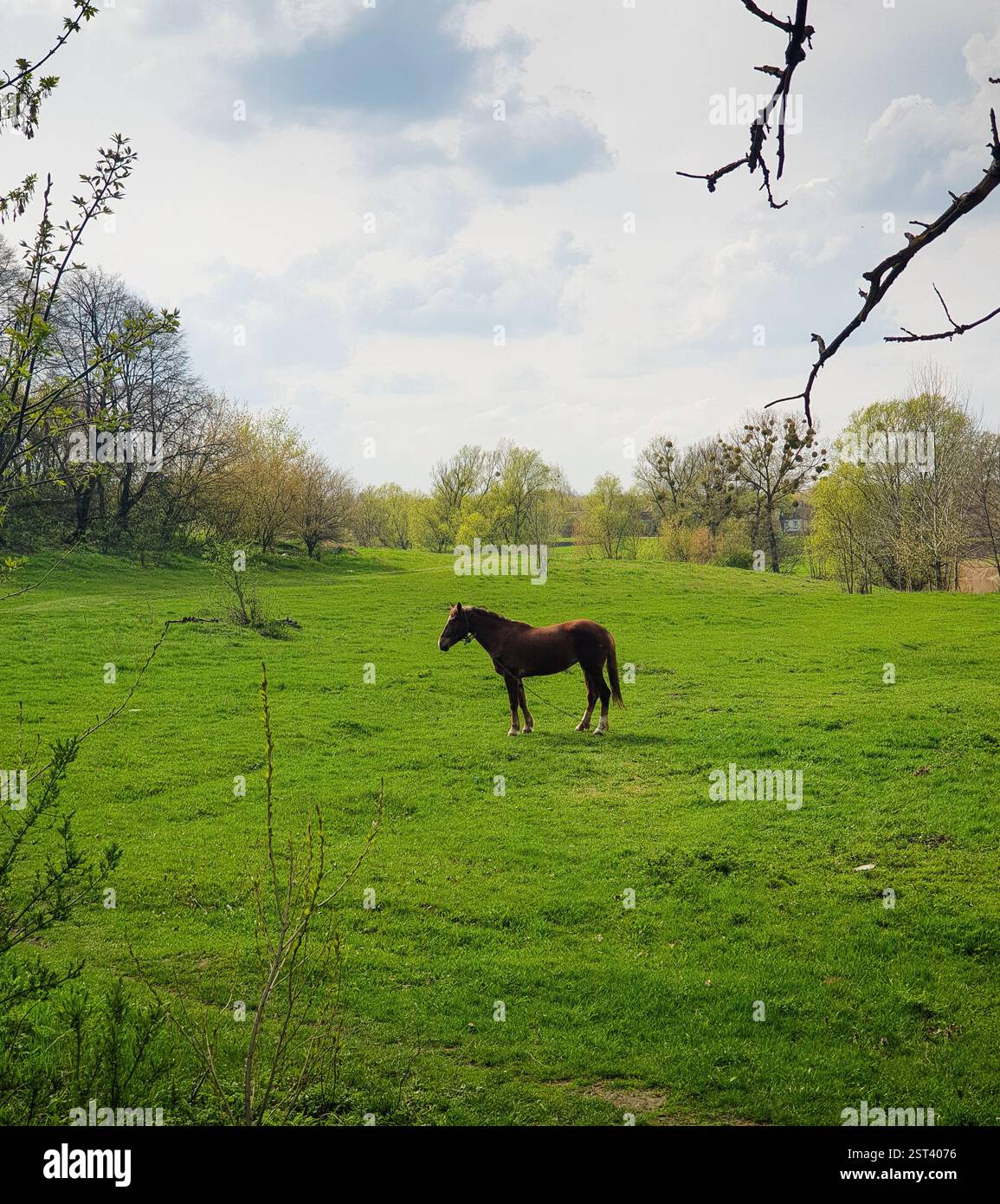Cavallo in un campo verde. Cavallo marrone scuro nel prato primaverile. Foto Stock