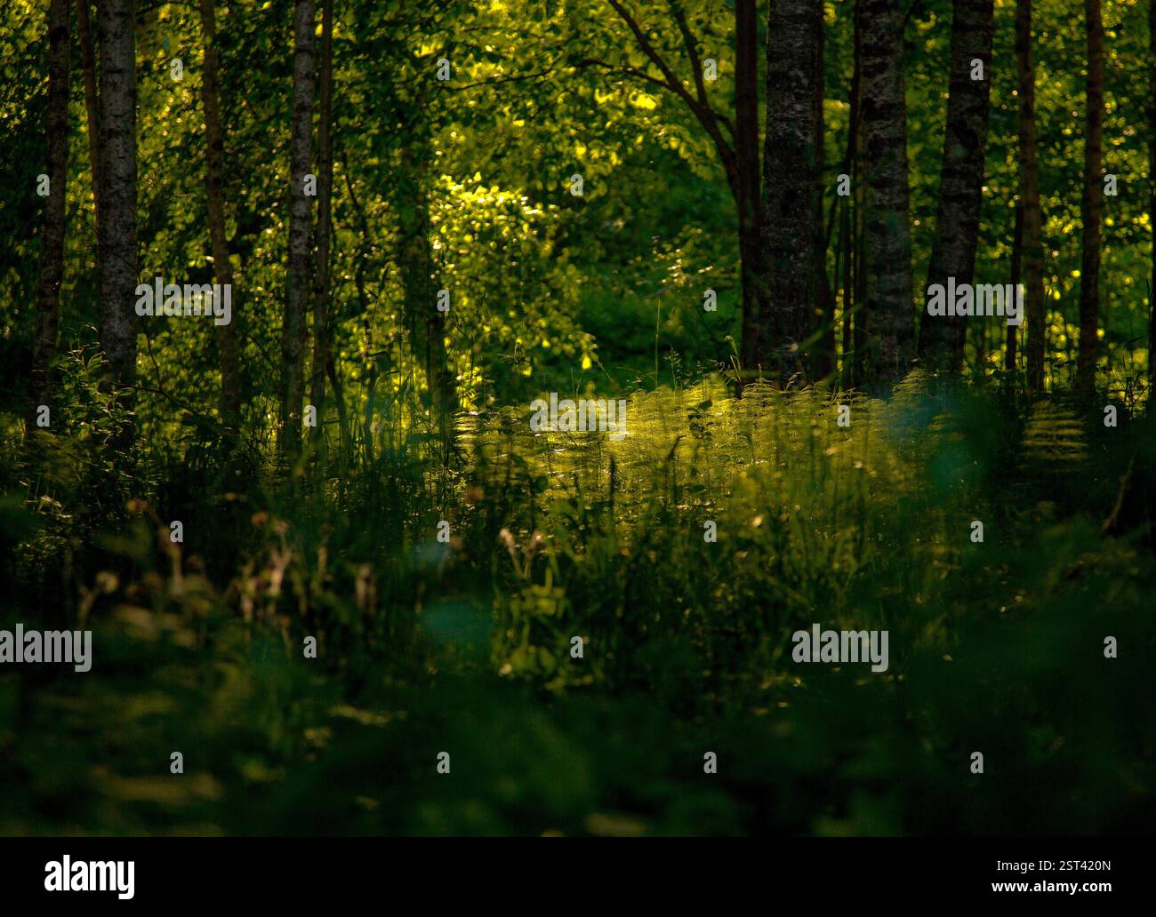 Risveglio di primavera Foto Stock
