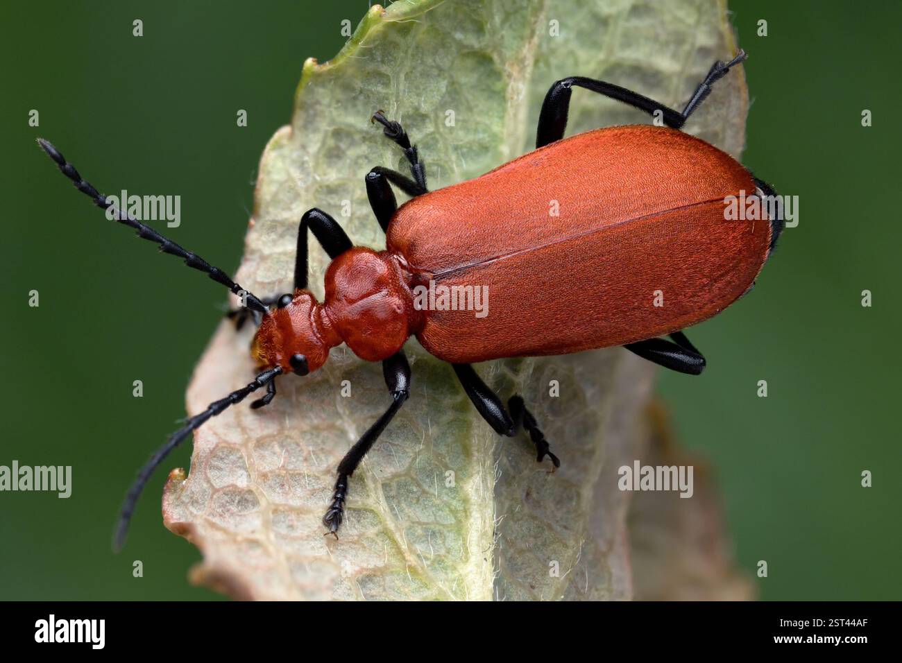 Cardinale Beetle con testa rossa (Pyrochroa serraticornis) a riposo sulla foglia. Tipperary, Irlanda Foto Stock